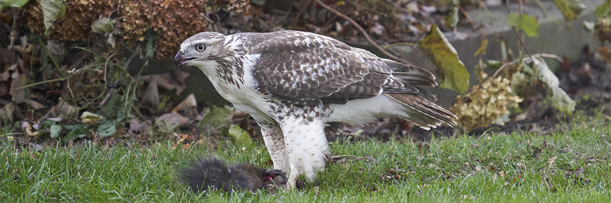 Red-tailed Hawk